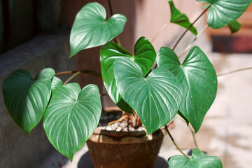 Deep green hued, healthy growing leaves of philodendron homalomena, a year-round tropical house plant with distinctive, large glossy foliage. This flowering plant belongs to family Araceae.
