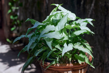 Syngonium Podophyllum Silver Fox plant, a compact cultivar of syngonium with long, arrowhead-shaped leaves that are light silvery-green in colour. A popular low maintenance houseplant.