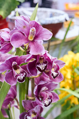 exotic looking, vibrant hued cymbidium (boat orchids) flowers, a genus of evergreen flowering...
