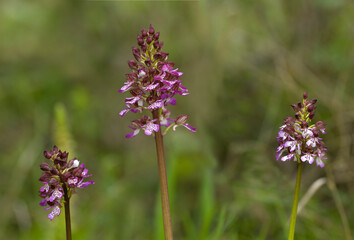Portrait of Lady orchid (Orchis purpurea) growing in the meadow Muros, SS, Sardegna. italy