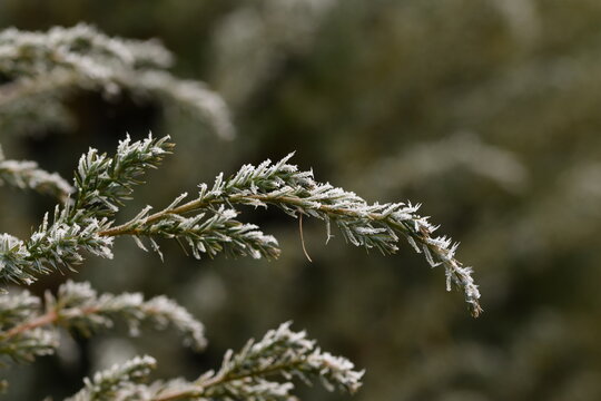 Juniper branches hoarfrosted, rime , natural winter background space for text, selective focus, bokeh,  background.