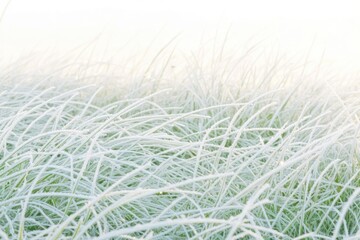 Obraz premium frost-covered grass glistening under soft morning sunlight with tiny ice crystals sparkling in detail