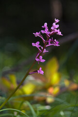 Orchid, Branciforti's Orchid (Orchis brancifortii) flowerspikes, Oliena, Nuoro, Sardinia, Italy