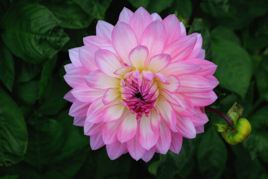 Dahlia Flower