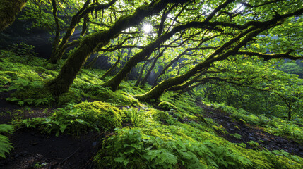 Naklejka premium Lush green forest with sunlight filtering through trees, creating serene atmosphere