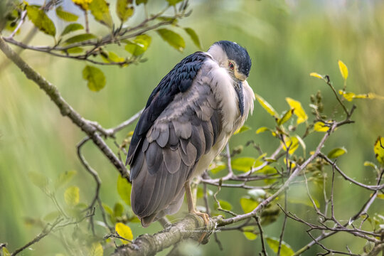 Night Heron