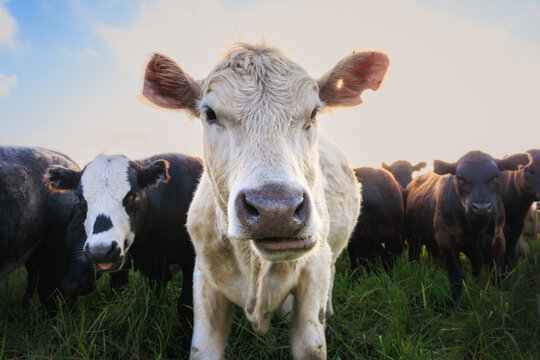 Cows