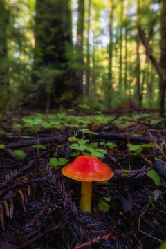 Forest Fungus