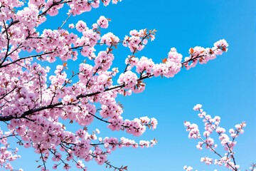 Cherry blossom branches in full bloom with vivid pink flowers and a clear blue sky in the background. Concept of spring and tranquility. Ai generative