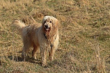 Nasser Goldendoodle im Frühling