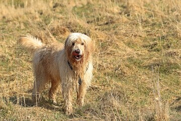 Nasser Goldendoodle im Frühling