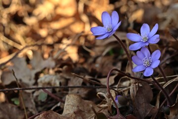 Leberblümchen (Hepatica nobilis)