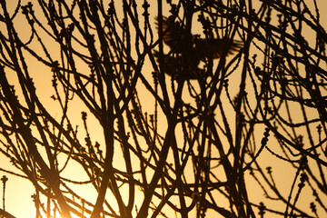 Silhouette of a soaring dove at sunset, silhouette of a flying bird at sunset, silhouette of branches in an orange sky 