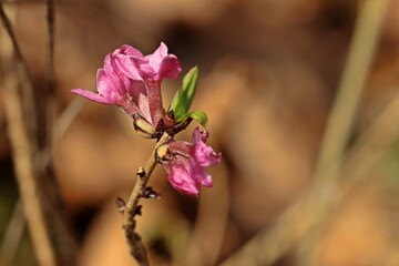 Blühender Echter Seidelbast (Daphne mezereum).