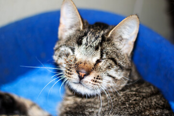 A close up image of a cats face featuring its eyes gently closed