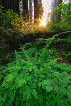 Deep in the Redwood Forest