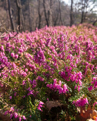 A forrest with the common heather undergrowth