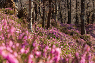 A forrest with the common heather undergrowth