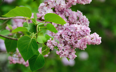 Beautiful branch of delicate pink lilac