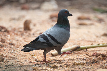 Indian rock pigeon on the ground