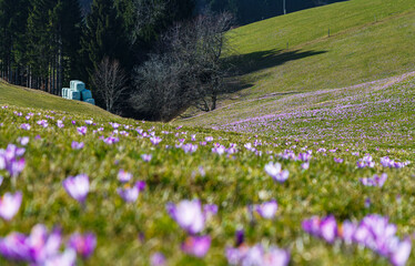 Crocus flowers in the field