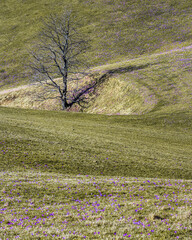 Crocus flowers in the field
