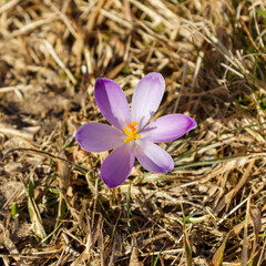 Crocus flowers in the field