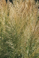 Fototapeta premium Nature summer background with ornamental grass