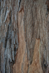 Natural background of tree bark texture