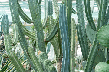 Cacti of different types, shapes and sizes. Succulent plants. Flowers with thorns. Cactus