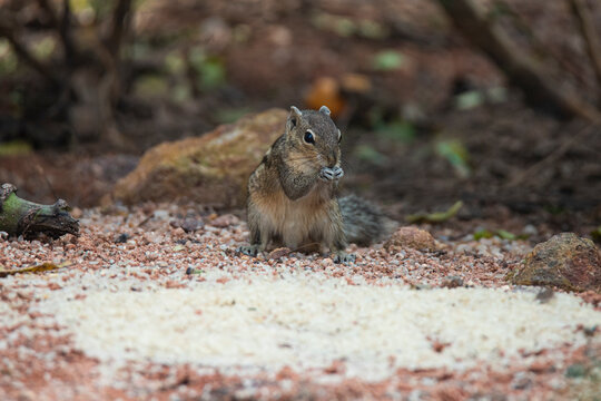 Indian squirrel in a garden - Powered by Adobe