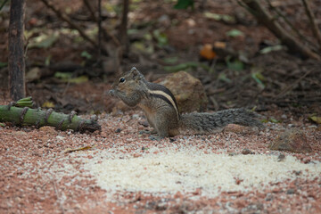 Indian squirrel in a garden