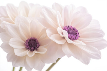 Fototapeta premium Soft pink daisies with purple centers on a white background