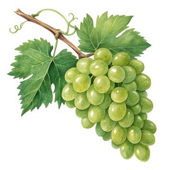 Fresh green grape cluster with plump glossy texture, natural details, and vibrant color isolated on transparent background