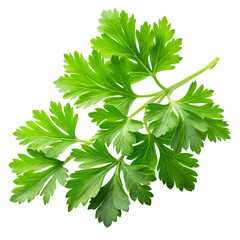 Fototapeta premium parsley isolated on white background