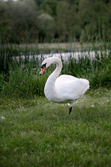 White swan standing on green grass by the lake