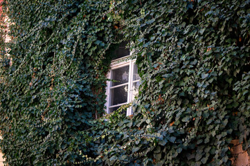 Green ivy covering an old building with white window