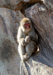Japanese macaque (Macaca fuscata) in its natural habitat, commonly found in Japan’s forests and mountains.
