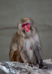Japanese macaque (Macaca fuscata) in its natural habitat, commonly found in Japan’s forests and mountains.