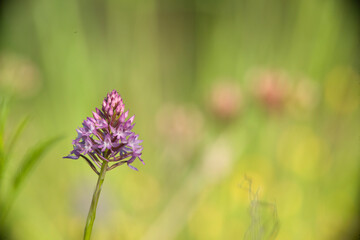 Pyramidal Orchid Anacamptis aka Orchis pyramidalis single spike. Alghero, Sassari, Sardegna. Italia.