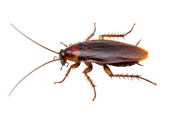 American Cockroach Isolated on Transparent Background - Close-up of an American cockroach, showcasing its segmented body, long antennae, and spiny legs. Pest control, insect study, wildlife, nature