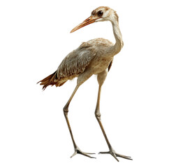 Obraz premium Elegant Bird Standing Gracefully on One Leg with Beautiful Feathers