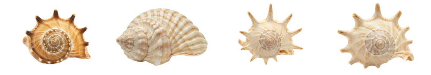 Obraz premium Collection of Unique Seashells - Four diverse seashells showcasing unique shapes and textures, perfect for nature, ocean, or beach-themed projects