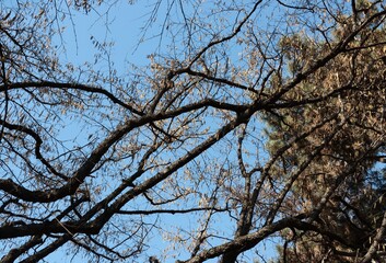 Obraz premium hazel trees blossoming in park at spring