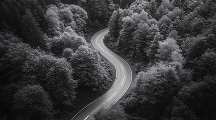 Winding road cutting through a dense forest captured in grayscale with light illuminating the asphalt path.