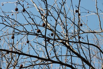hanging fruits of Davidia Involucrata tree -Var.Vilmoriniana- Nyssaceae Family