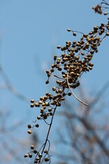 clusters of dry seeds Verniciflua Stokes -Anacardiaceae Family