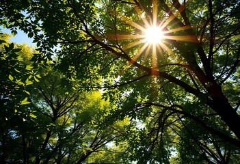 Fototapeta premium Sunlit canopy, dappled light filtering through leaves, bright, spring