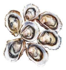 Freshly Shucked Oysters Displayed on a White Background, Isolated on Transparent Background