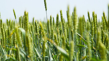 Green wheat field.
